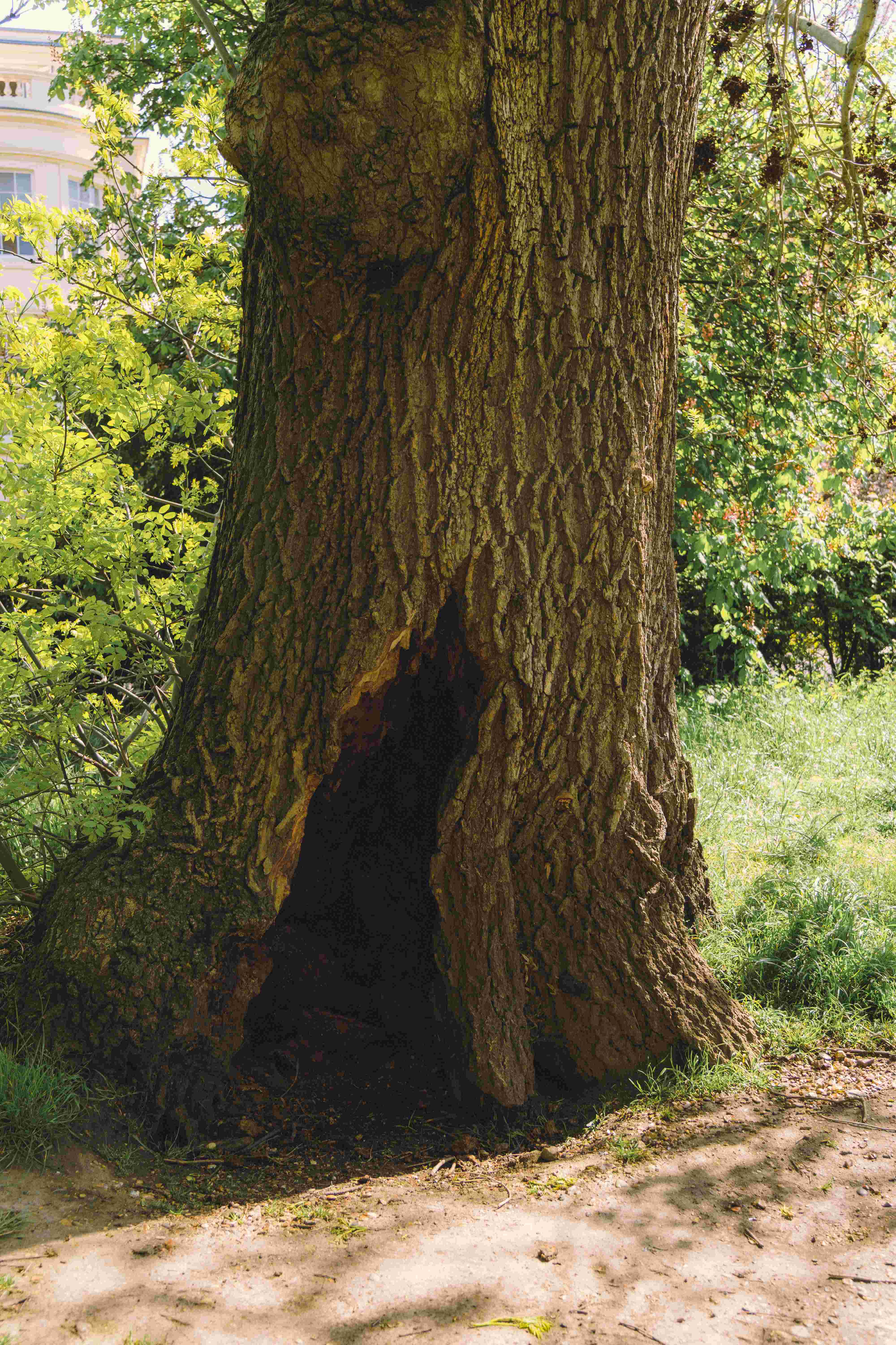 Tree With A Hole